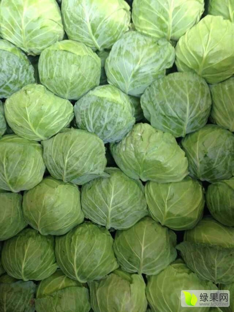 绿橄榄