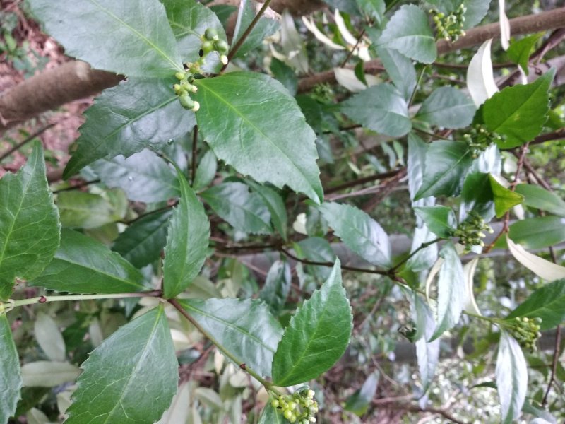 草珊瑚野生大自然山区药材