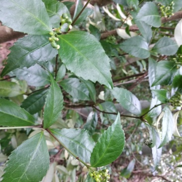 草珊瑚野生大自然山区药材