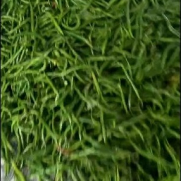 各种辣椒