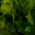 芹菜