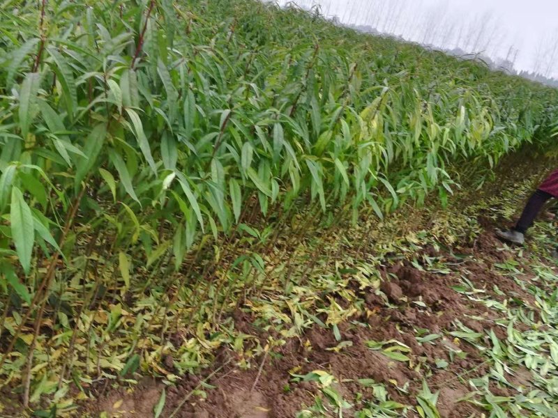 黄桃树苗毛桃树苗油桃树苗现货需要联系我