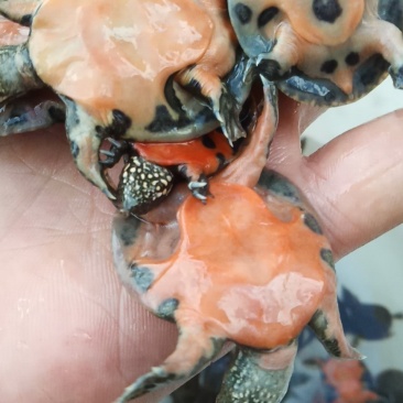 有机甲鱼，中华苗