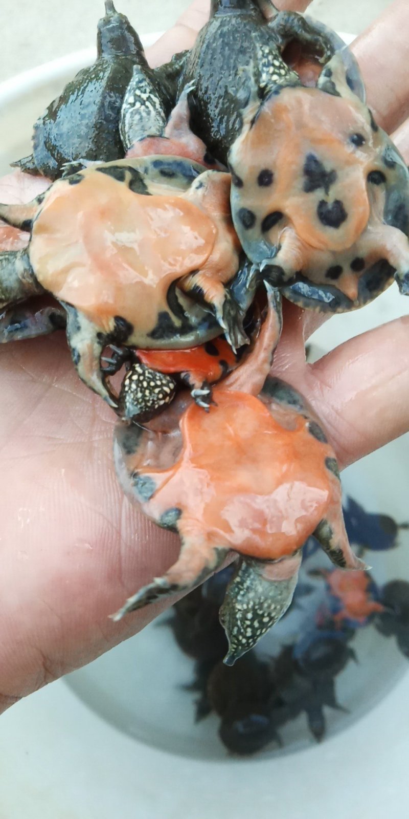 有机甲鱼，中华苗