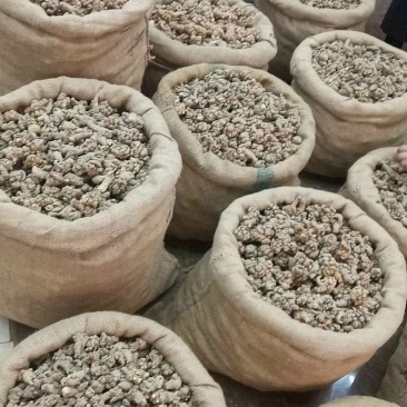 60头三七