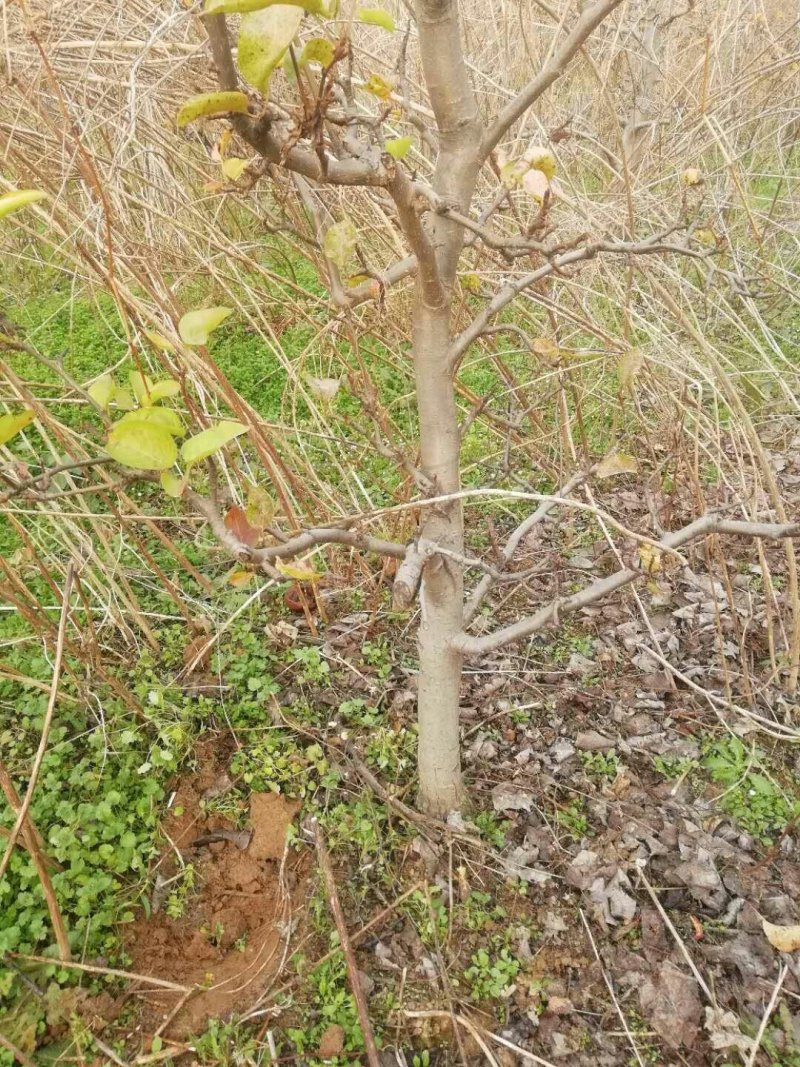 梨树苗木绿化，工程用精品梨树，品种梨树