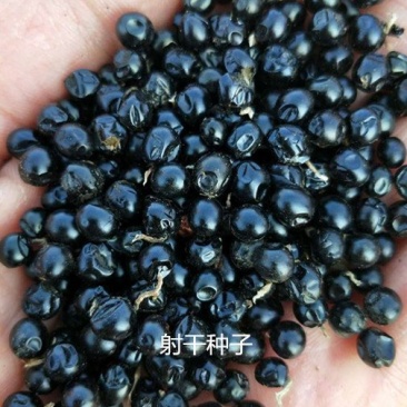 中药材种子射干种子绿化工程用观赏类中药材