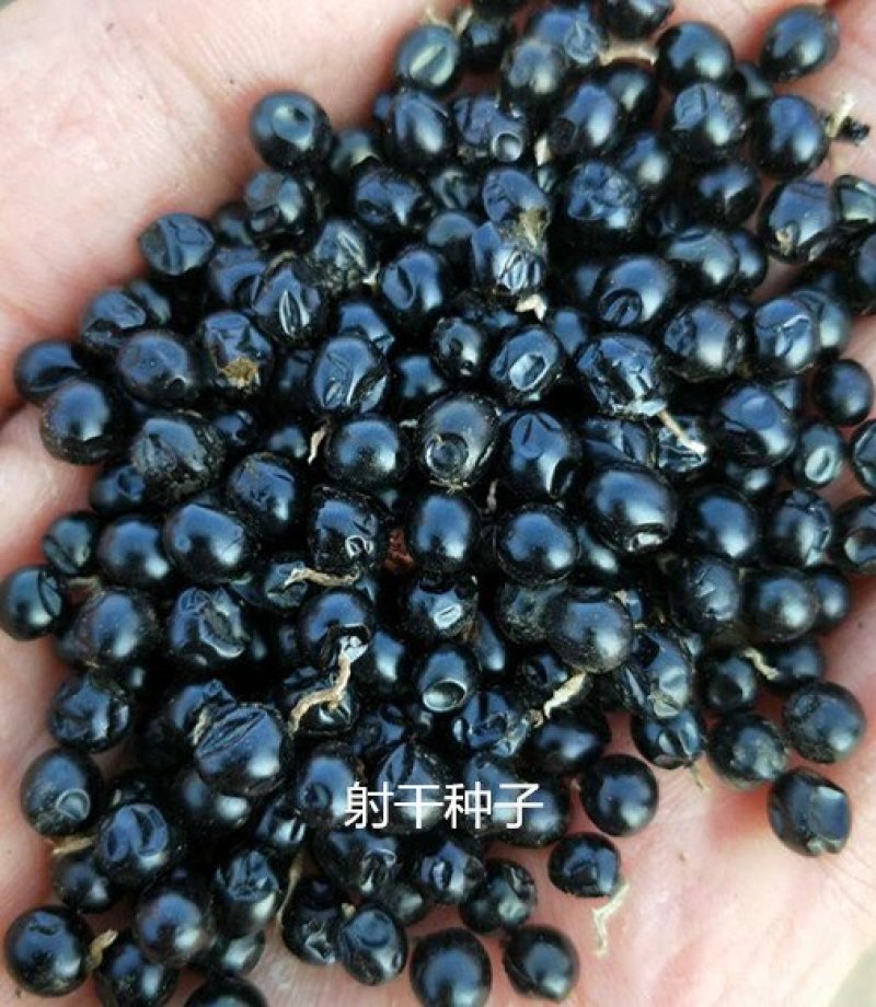 中药材种子射干种子绿化工程用观赏类中药材