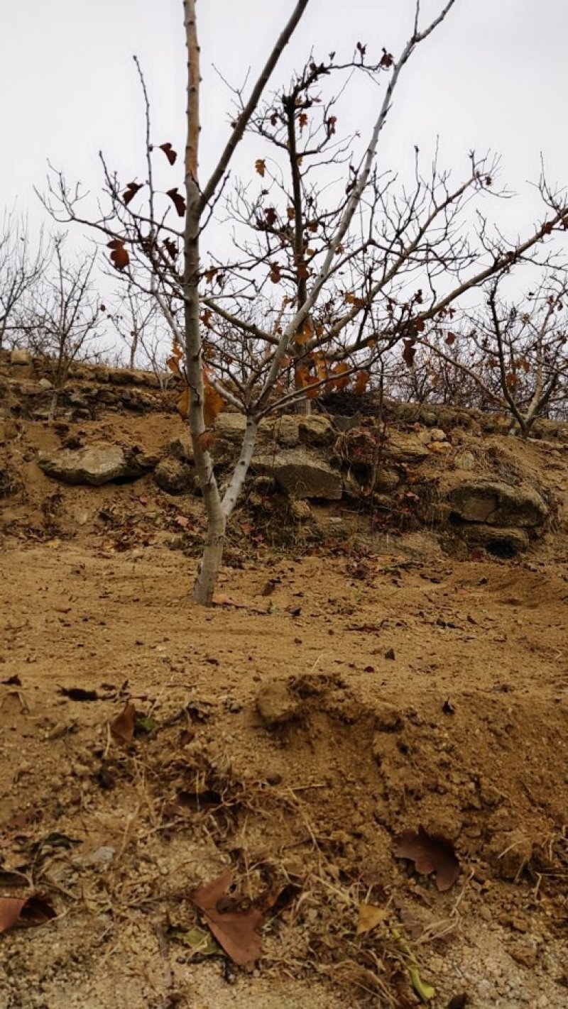 苗圃大量供应大金星山楂苗，2年苗，20公分左右山楂树