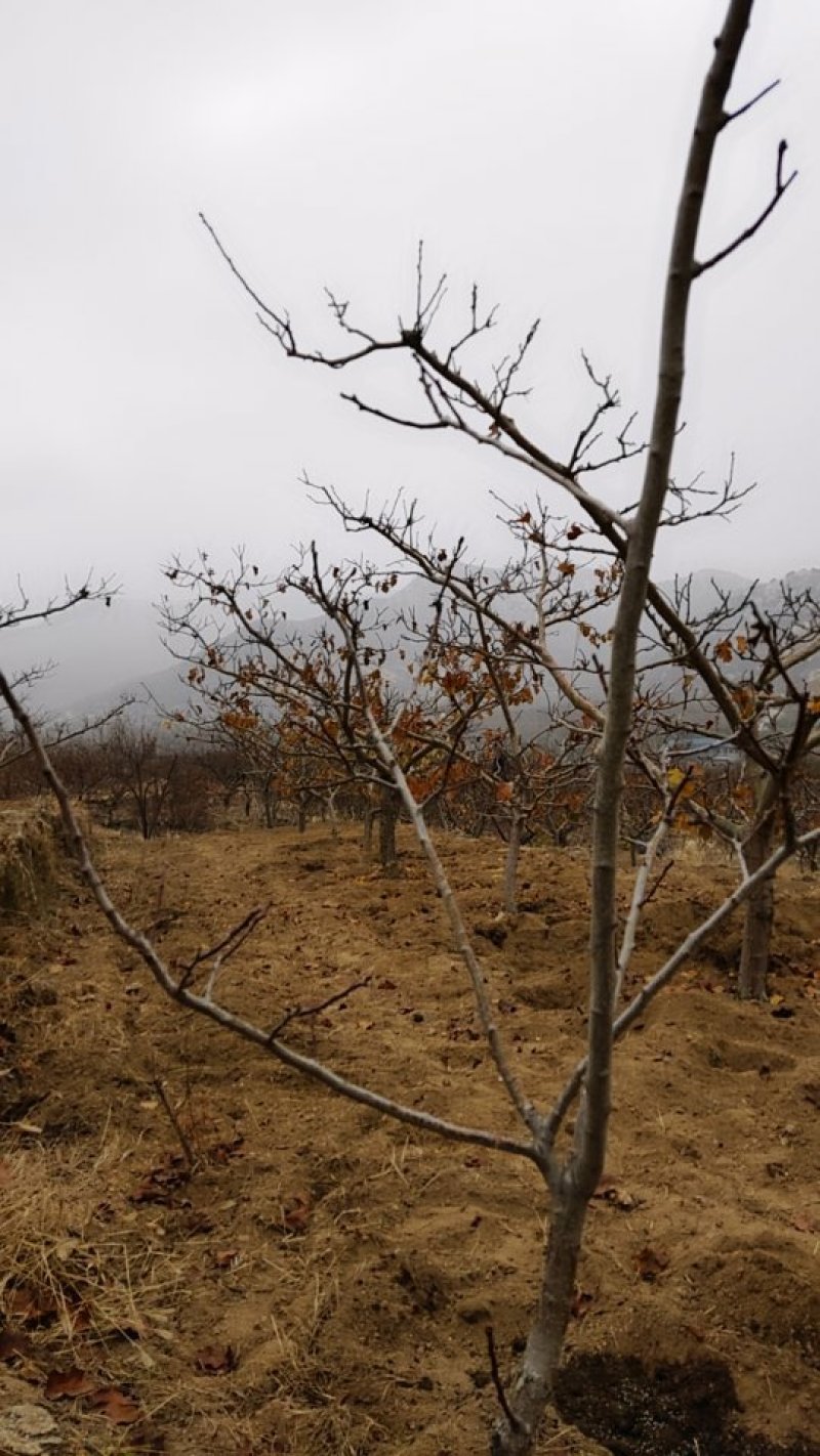 苗圃大量供应大金星山楂苗，2年苗，20公分左右山楂树