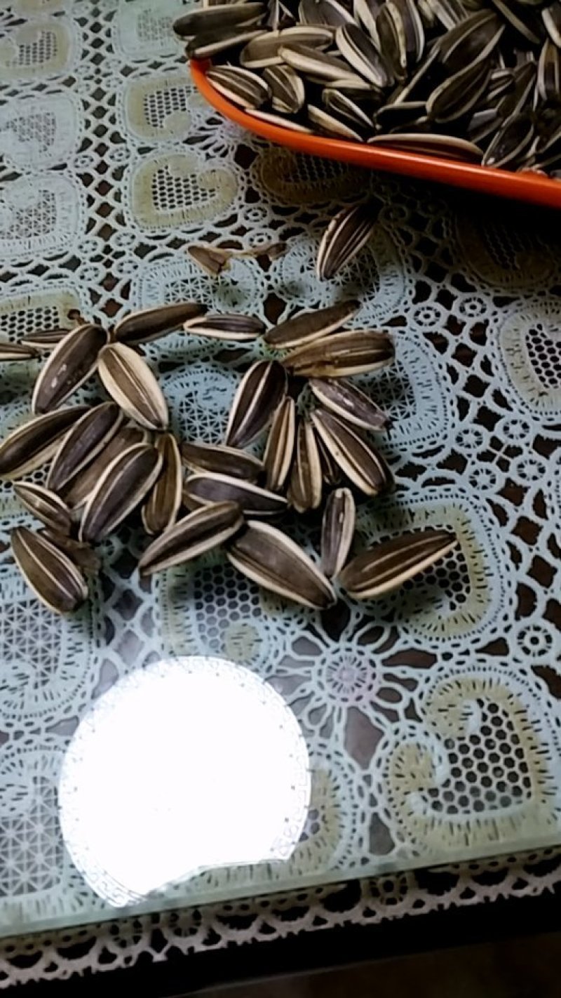 葵花籽