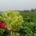 儿菜大量上市，质优价廉