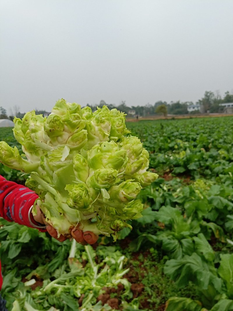 儿菜大量上市，质优价廉