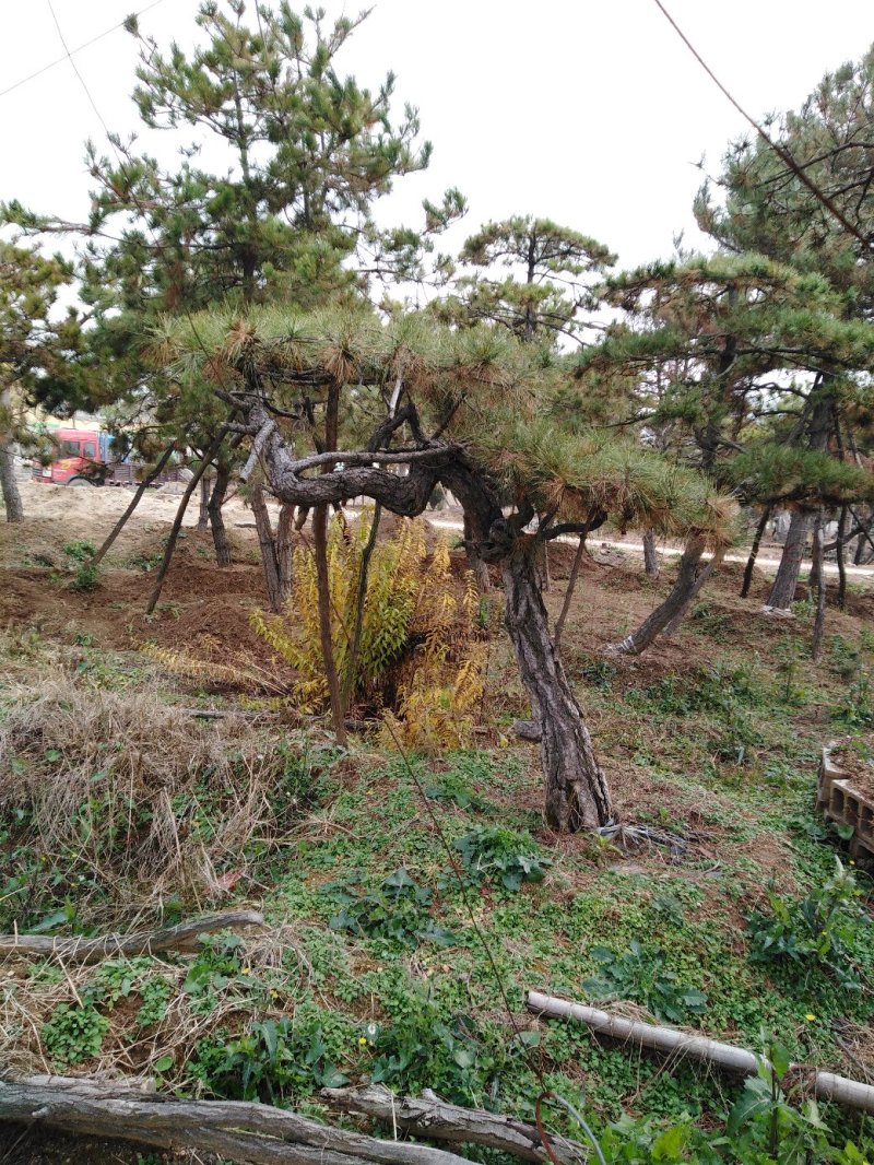 批发造型油松