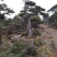 批发造型油松