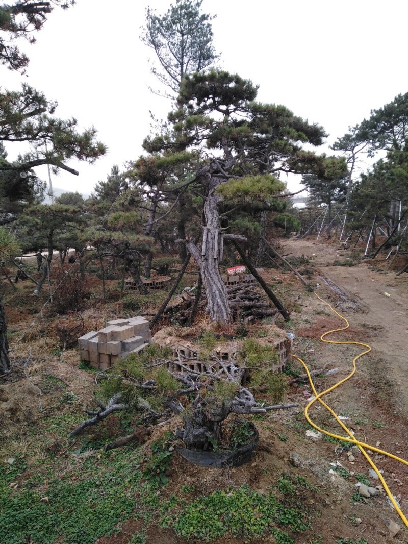 批发造型油松