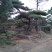 批发造型油松