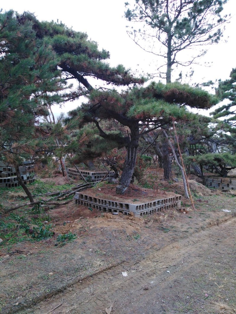 批发造型油松