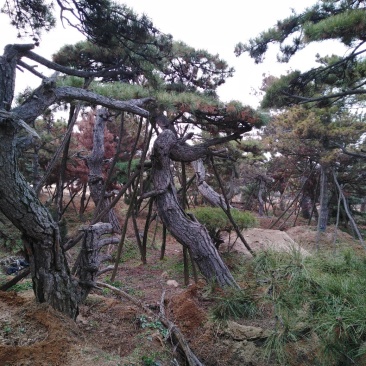 批发造型油松