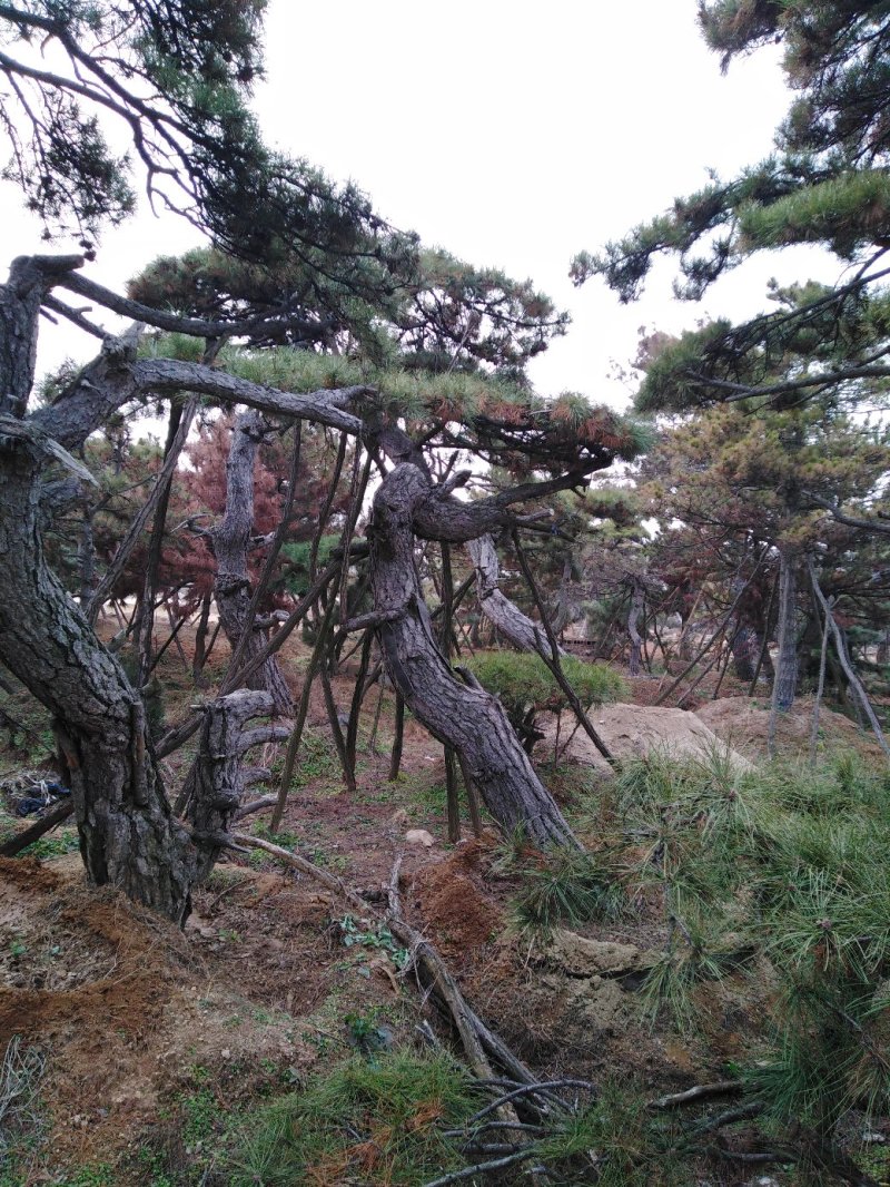 批发造型油松
