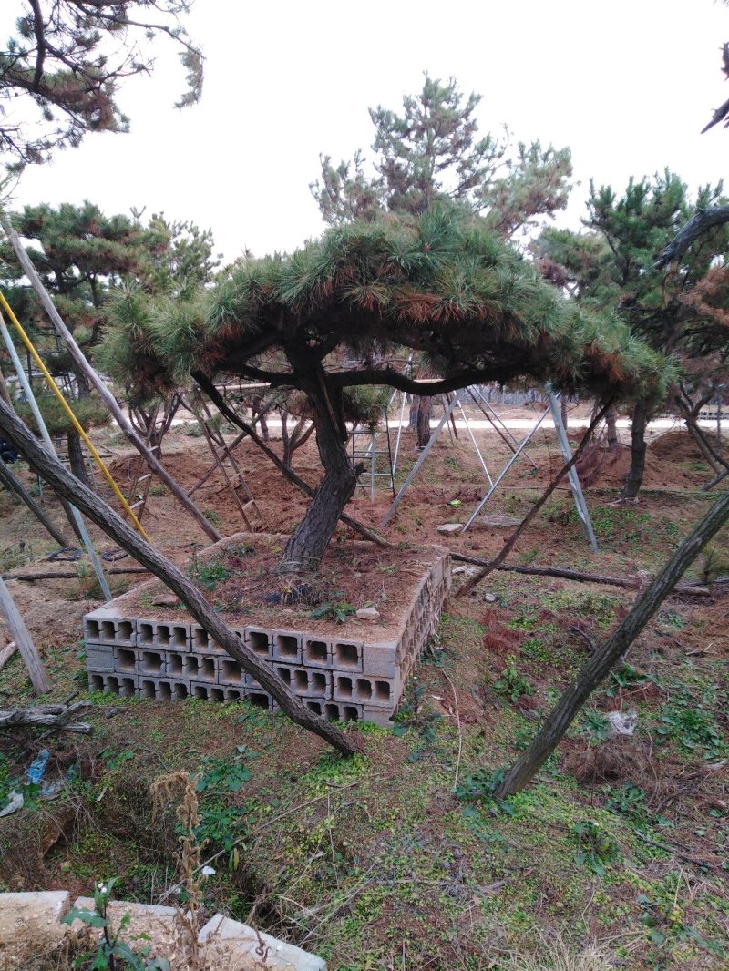 批发造型油松
