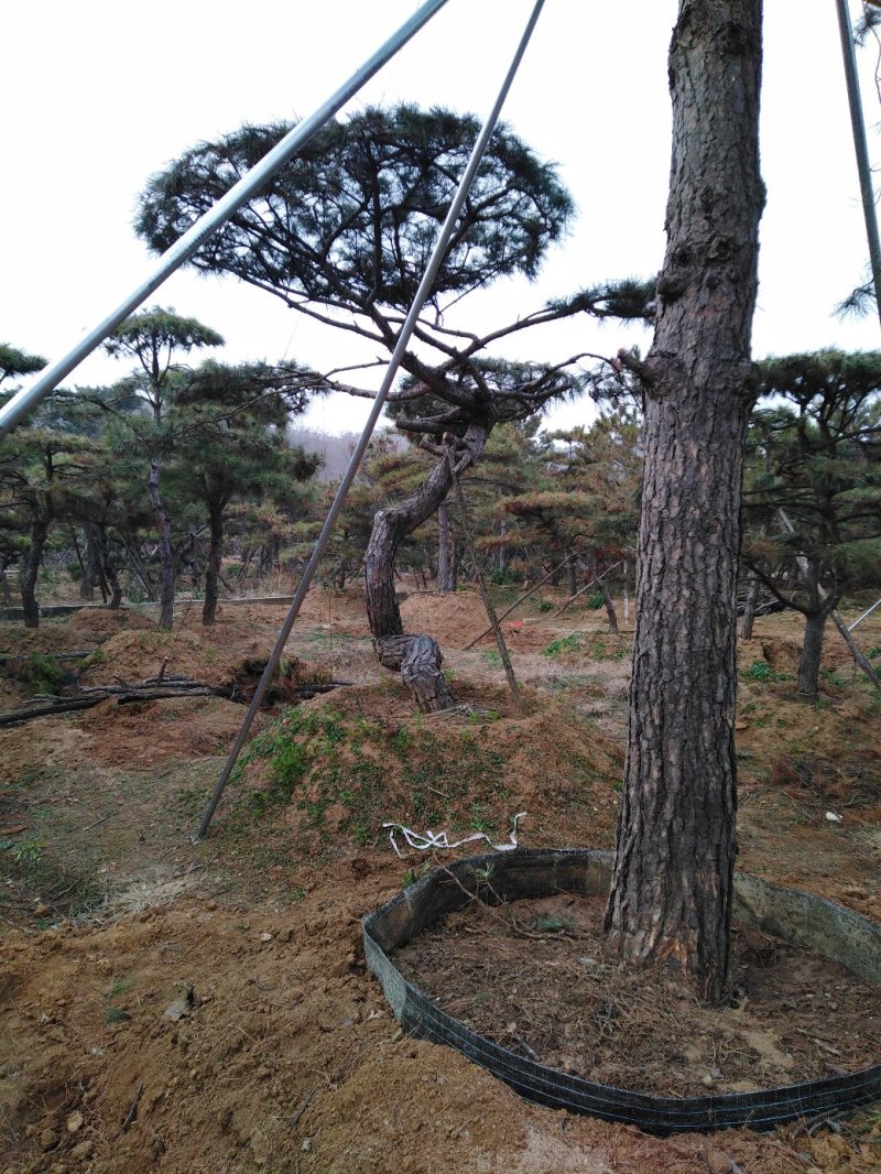 批发造型油松