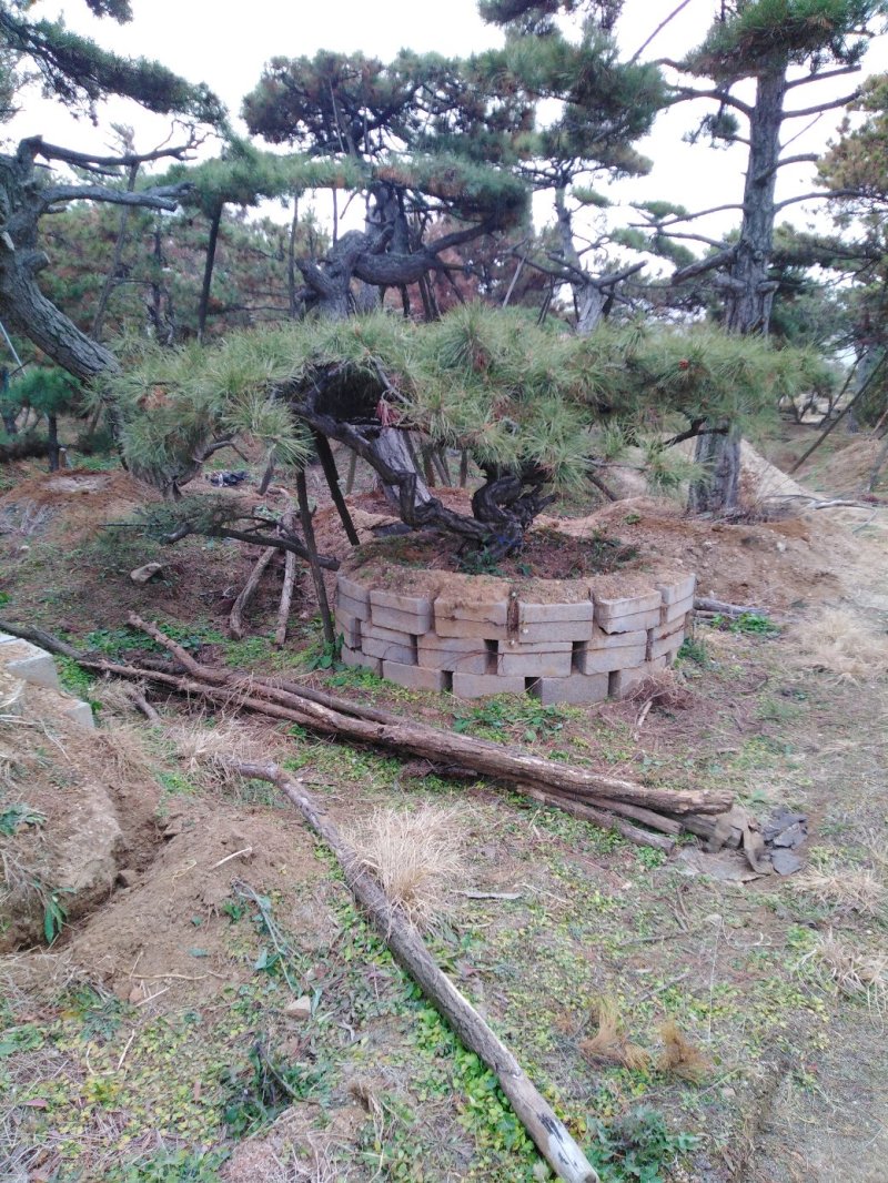批发造型油松