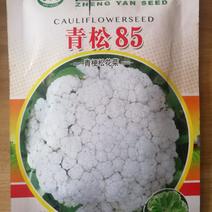 【精】郑研青松85菜花种子，花白梗青，小米粒