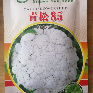 【精】郑研青松85菜花种子，花白梗青，小米粒