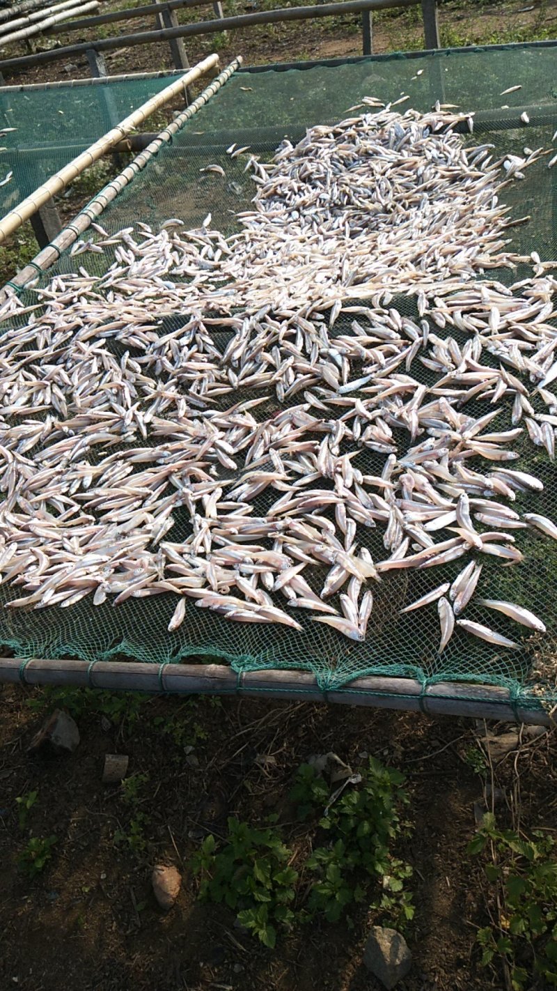白凡鱼（海燕鱼）