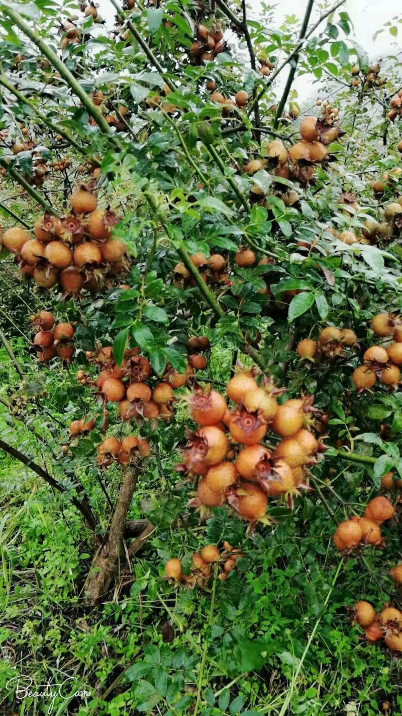 高山刺梨鲜果