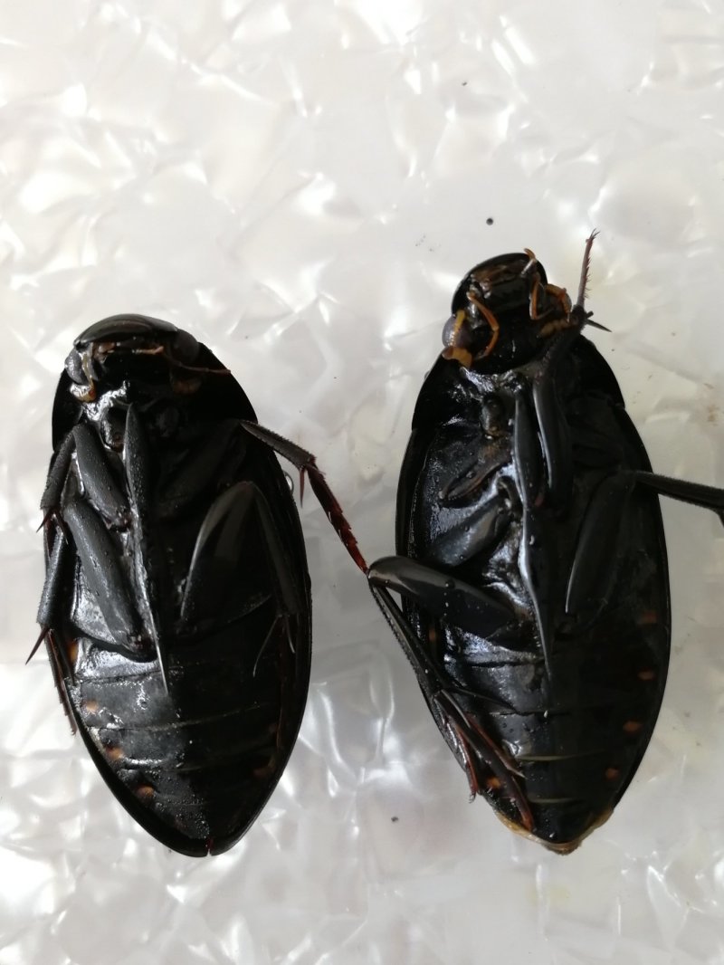 新鲜黑龙虱放尿速冻饱满糕黄多