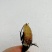 新鲜黑龙虱放尿速冻饱满糕黄多