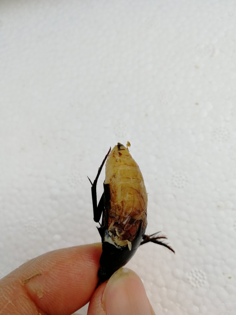新鲜黑龙虱放尿速冻饱满糕黄多