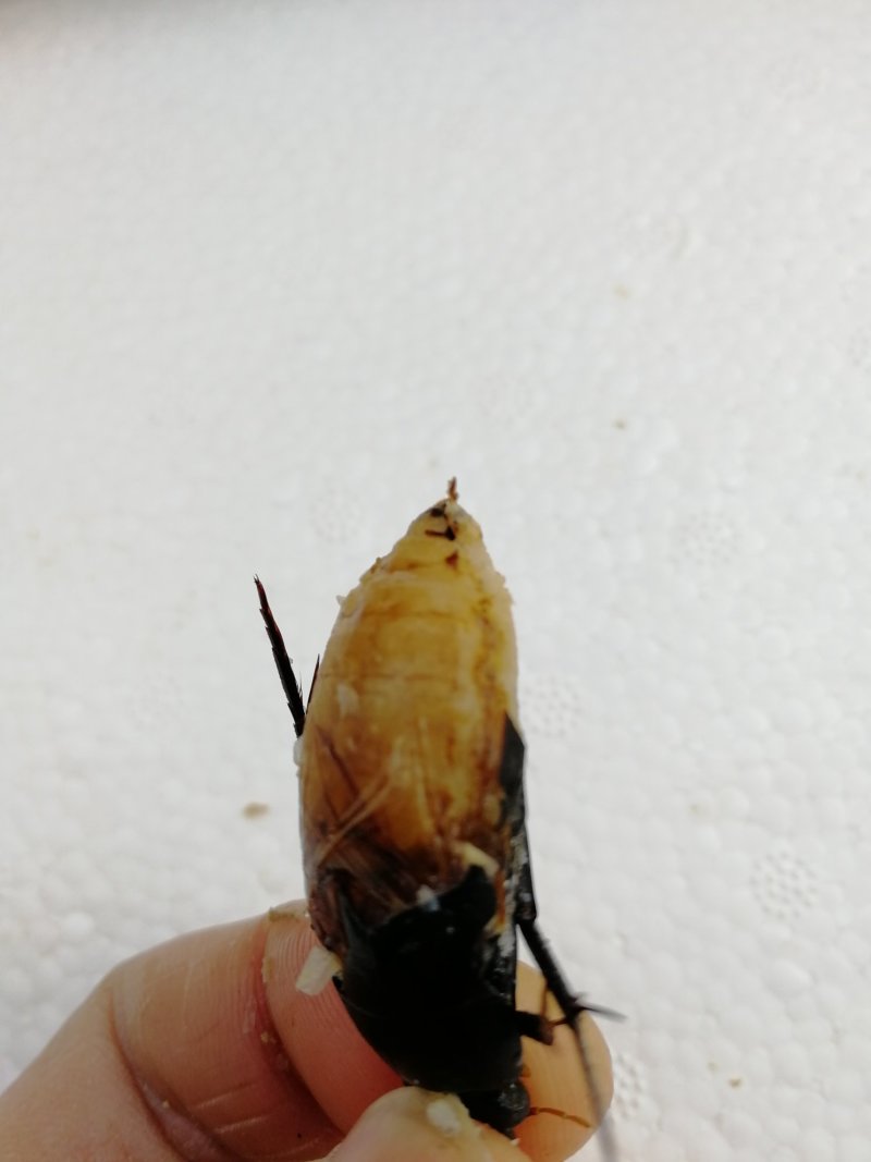 新鲜黑龙虱放尿速冻饱满糕黄多