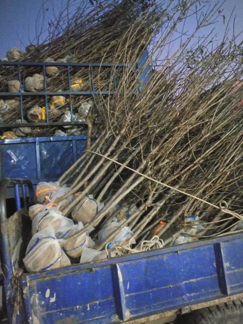 梨树苹果树苗鸡心果123黄太平国光乙女圣诞果苹果梨爱宕梨