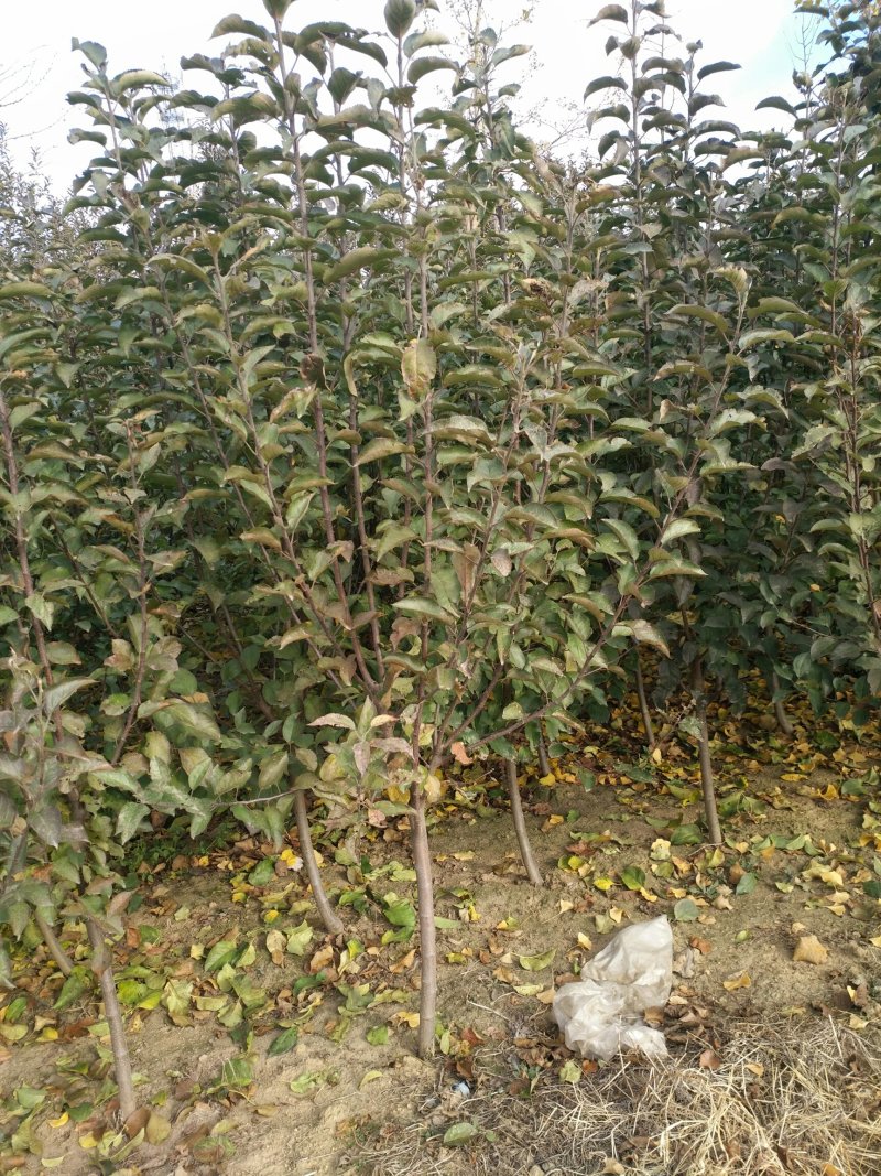 梨树苹果树苗鸡心果123黄太平国光乙女圣诞果苹果梨爱宕梨