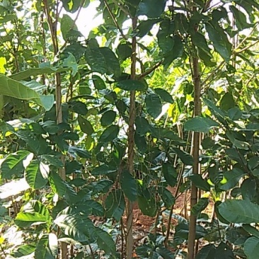 自产自销六旺树(小萍婆)，规格多样，任性挑选哦