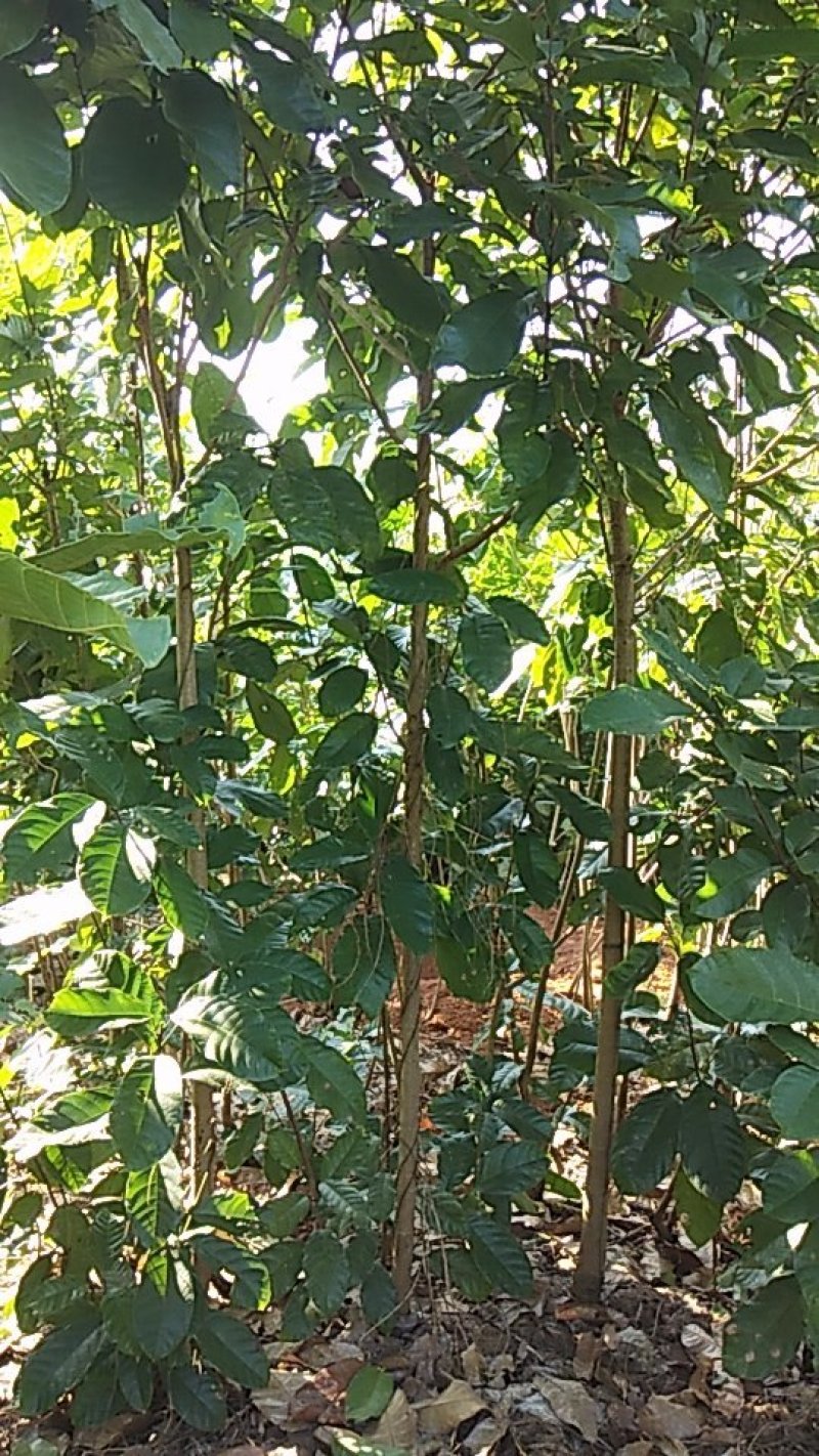 自产自销六旺树(小萍婆)，规格多样，任性挑选哦