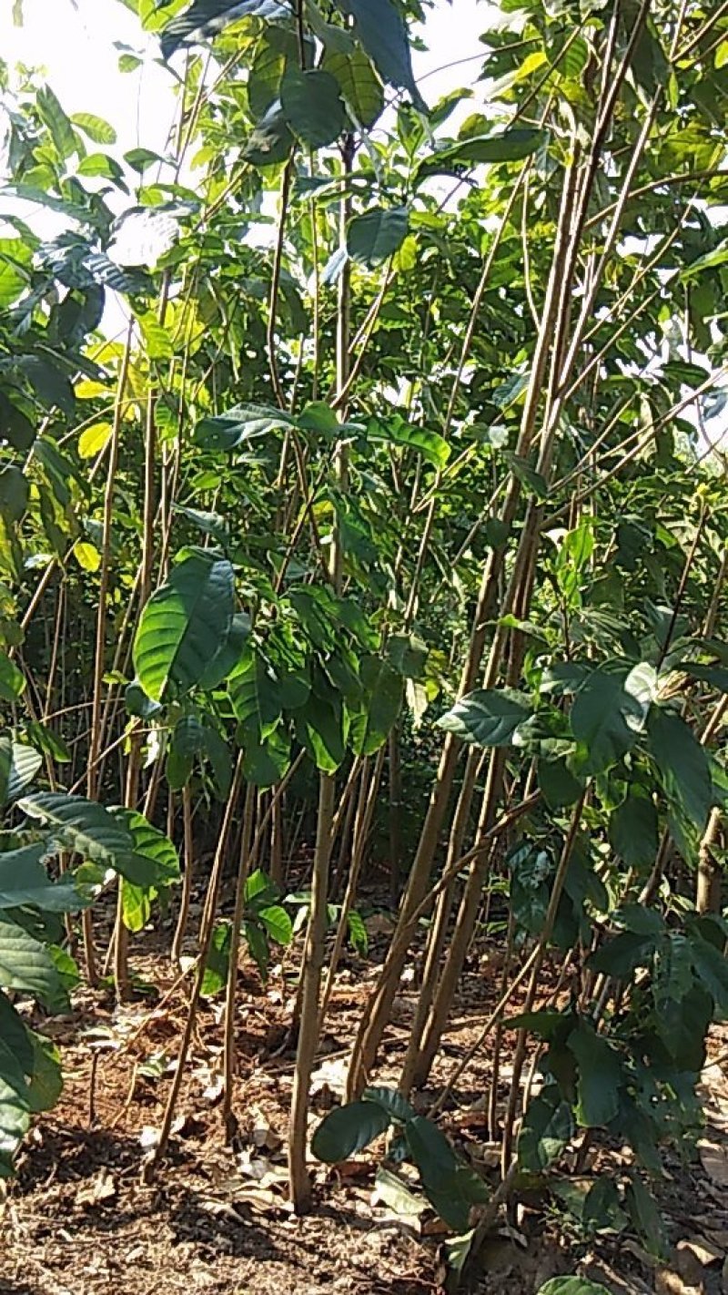 自产自销六旺树(小萍婆)，规格多样，任性挑选哦