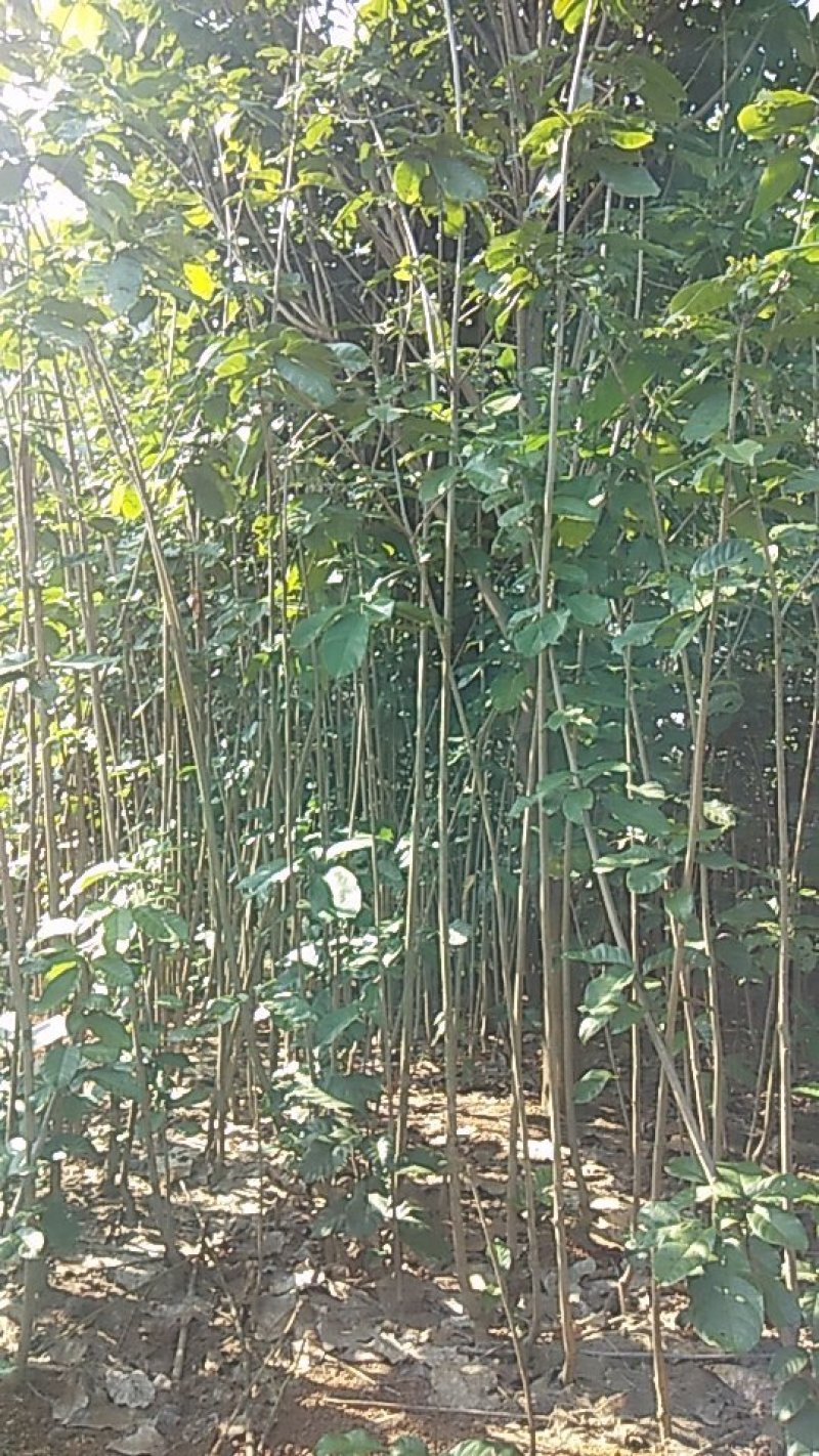 自产自销六旺树(小萍婆)，规格多样，任性挑选哦
