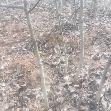 腾地处理3公分核桃树处理