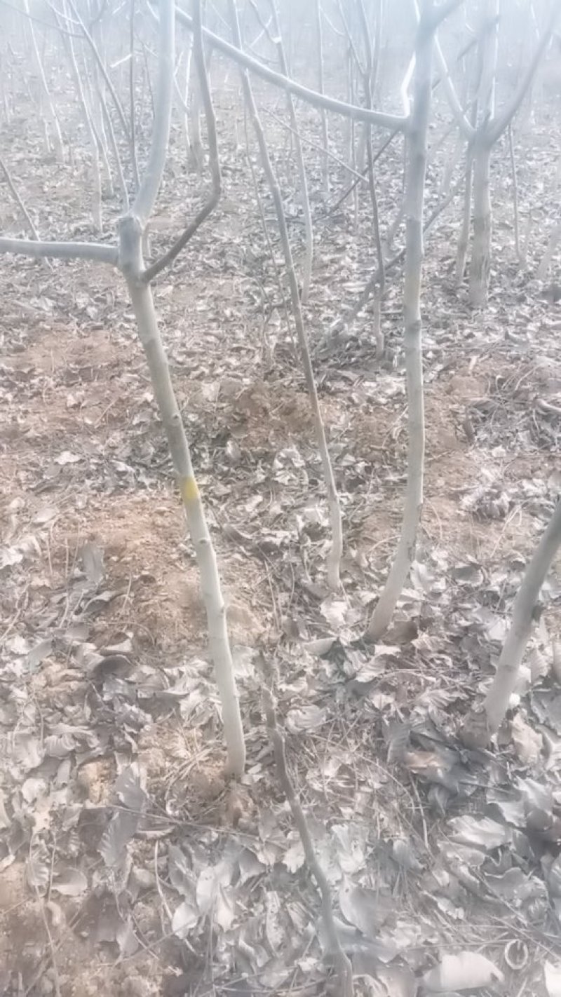 腾地处理3公分核桃树处理