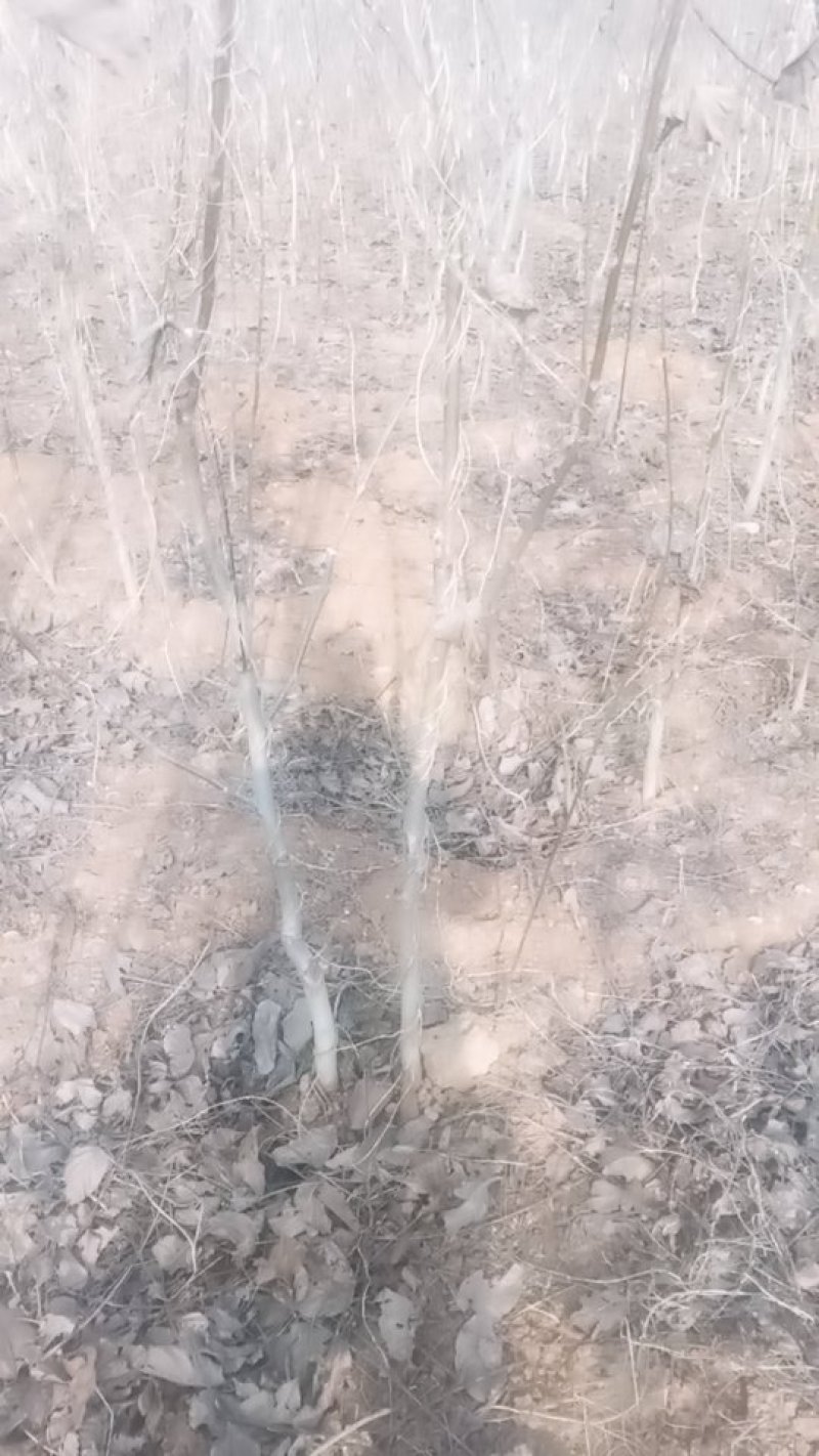 腾地处理3公分核桃树处理