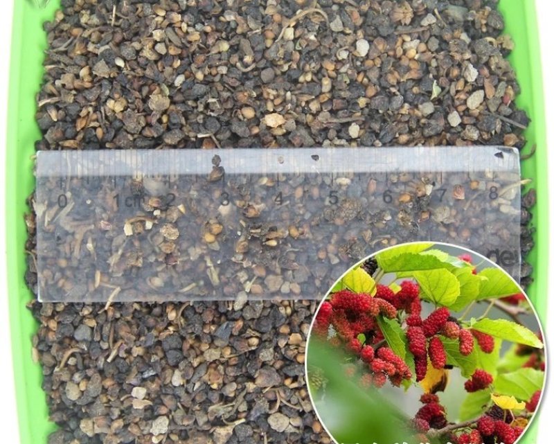 桑椹种子