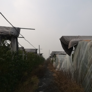 安徽淮北113亩香菇基地合作