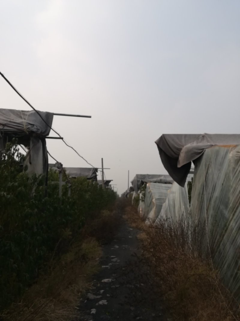 安徽淮北113亩香菇基地合作