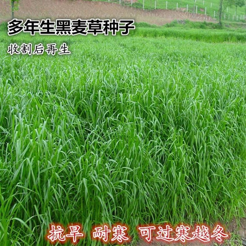 多年生黑麦草种子