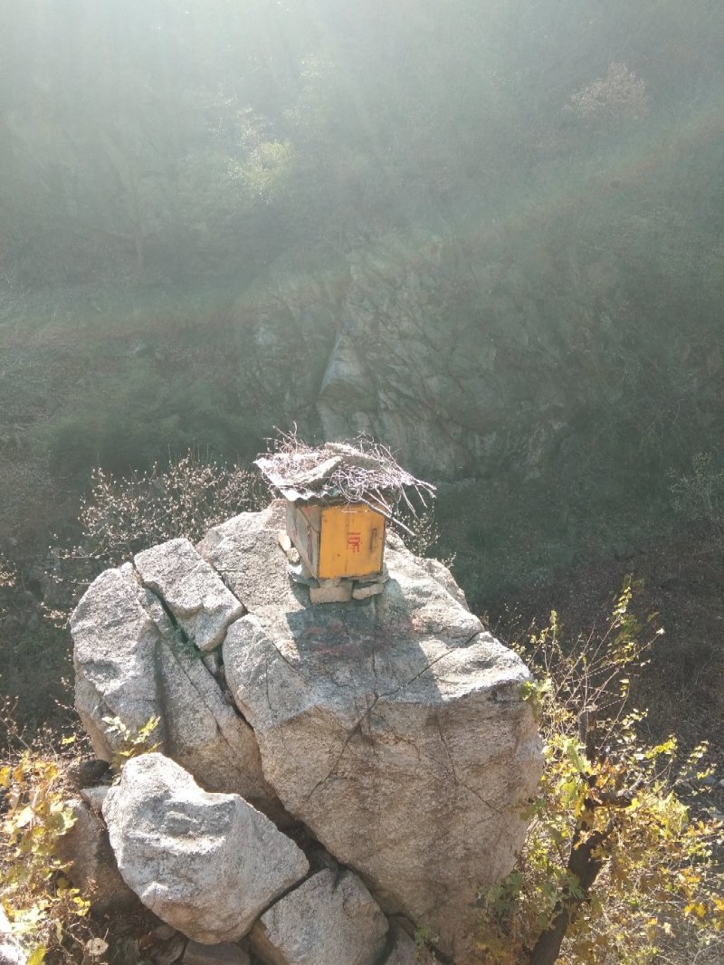 伏牛山山蜂蜜