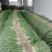 【按需发货】江苏红根蒜苗百亩基地大量上市基地直发